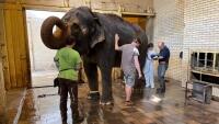 zoo slon Hloubková veterinární kontrola samice slona Baly